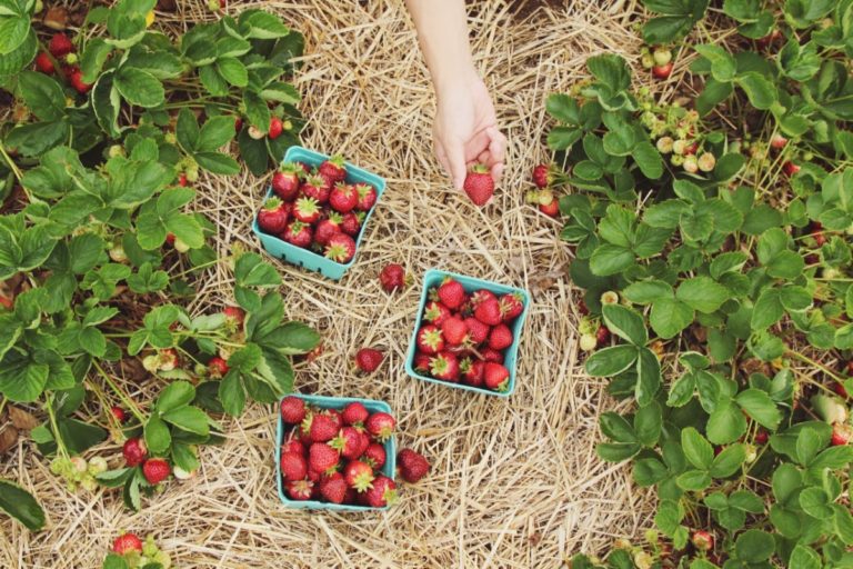 where-to-pick-strawberries-san-diego