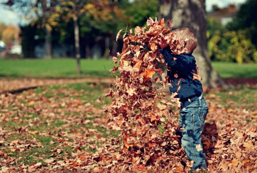 autumn leaves child playing