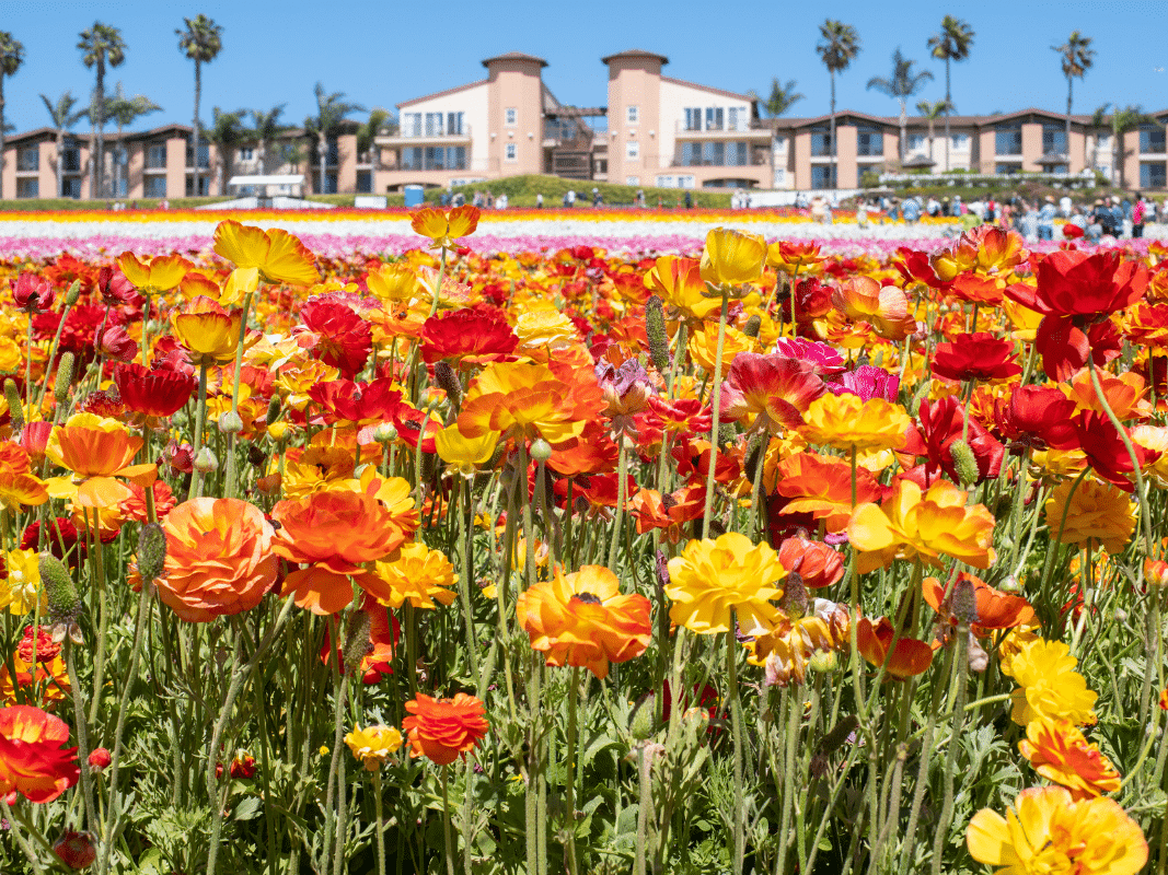 carlsbad flower fields